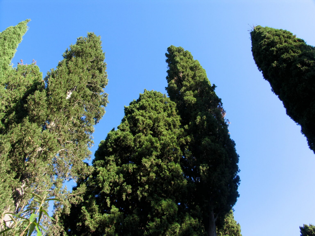 MH-cypress-sky-1-1536x1152.jpg