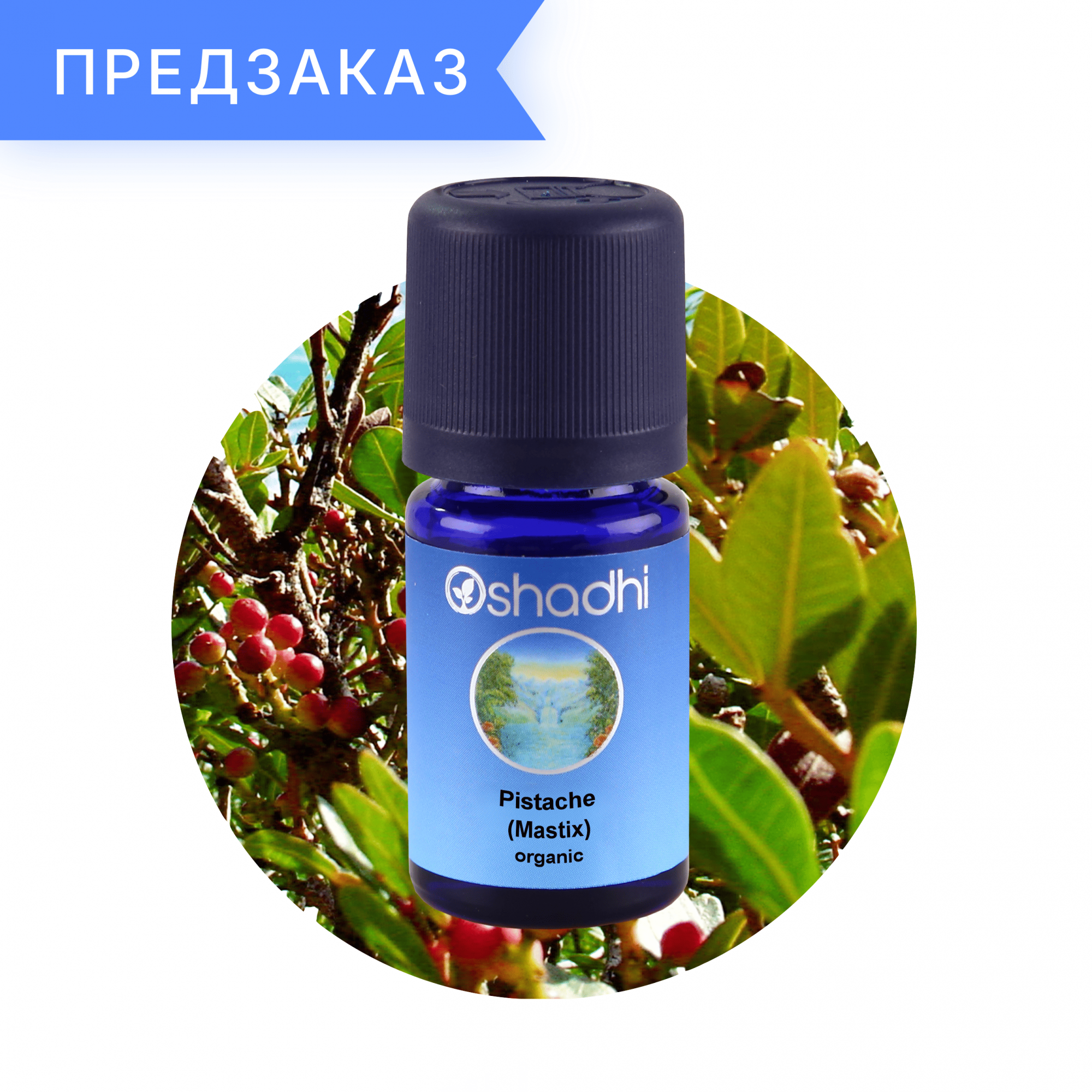 Фисташка (мастикс) органический, Pistacia lentiscus 3 мл