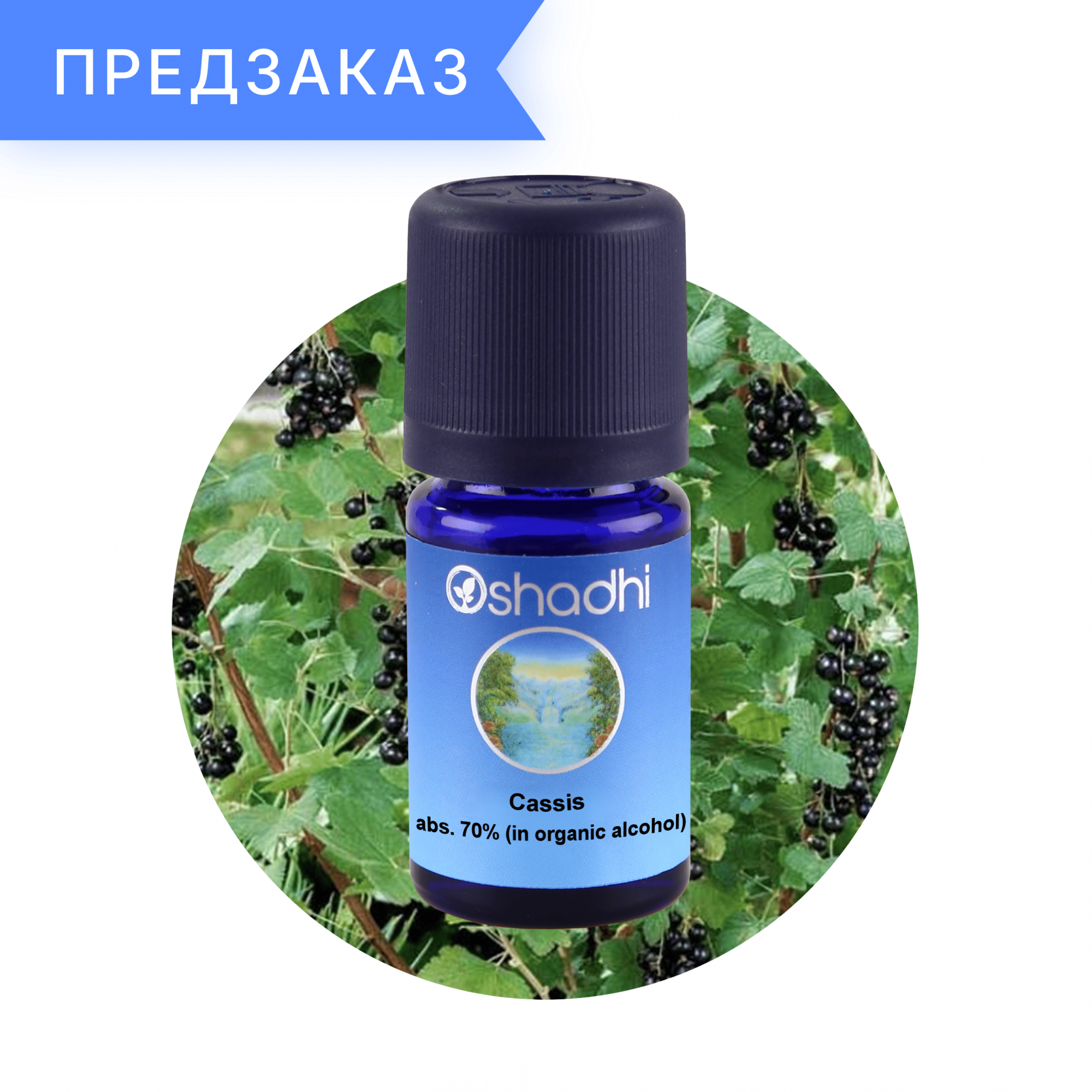 Бутоны черной смородины, 70% абсолют в органическом спирте, Ribes nigrum 1 мл