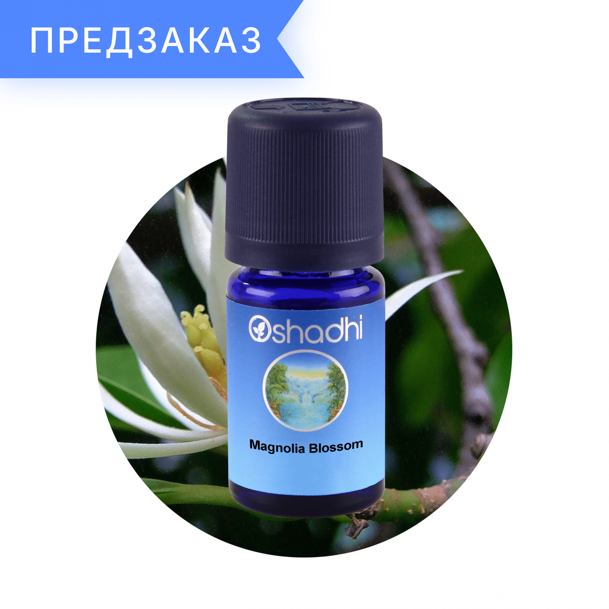 Магнолия, цветы, Magnolia grandiflora 1 мл