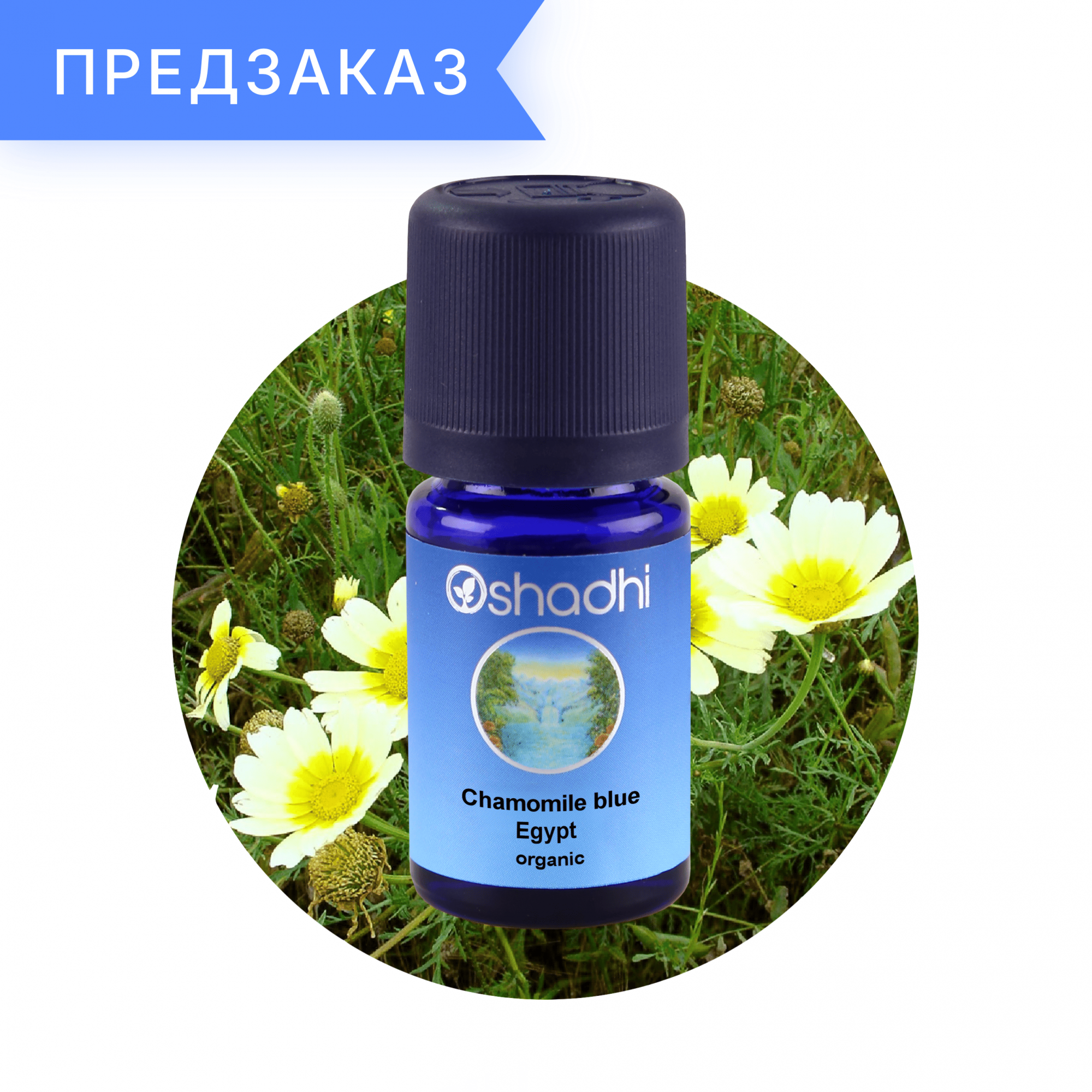 Ромашка немецкая (голубая), органическая, Египет, Matricaria chamomilla 1 мл