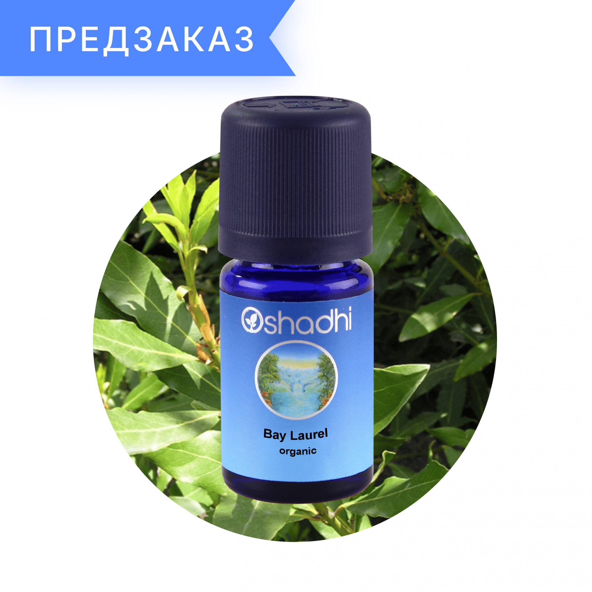 Лавр благородный, органический, Laurus nobilis 5 мл