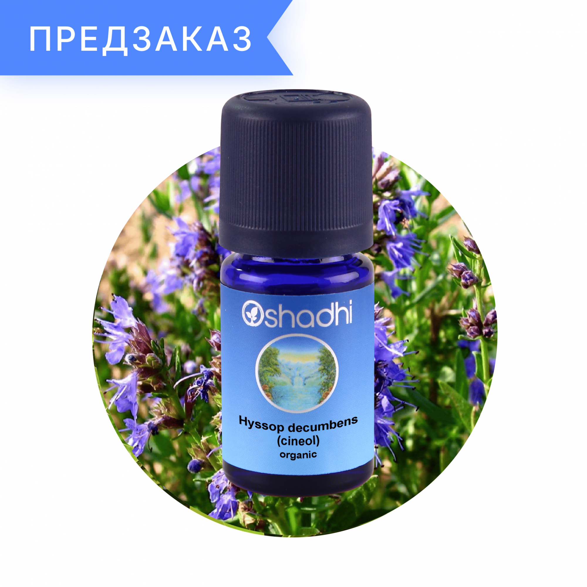Иссоп (цинеол), органический, Hyssopus officinalis 5 мл