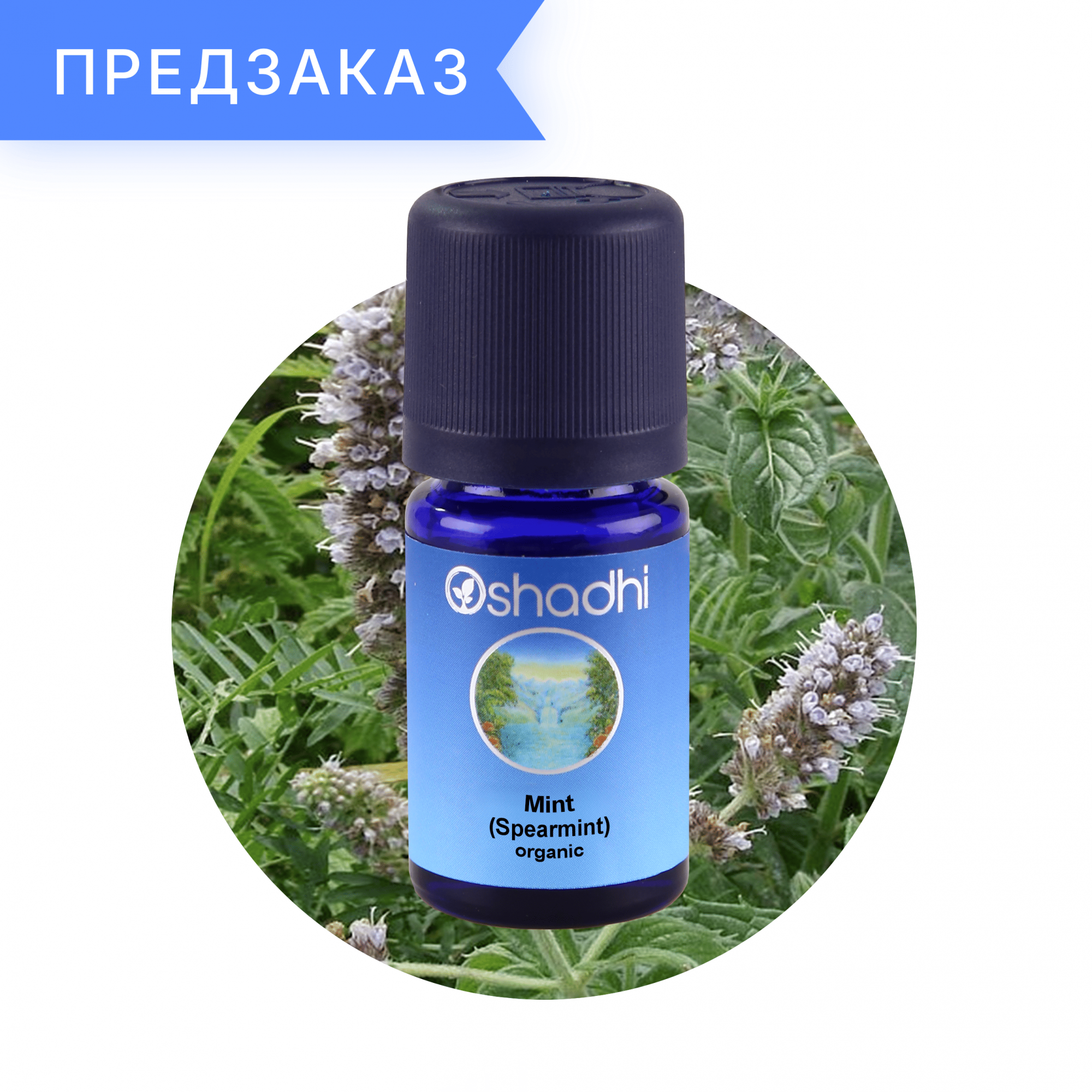 Мята колосистая, органическая, Mentha spicata 10 мл