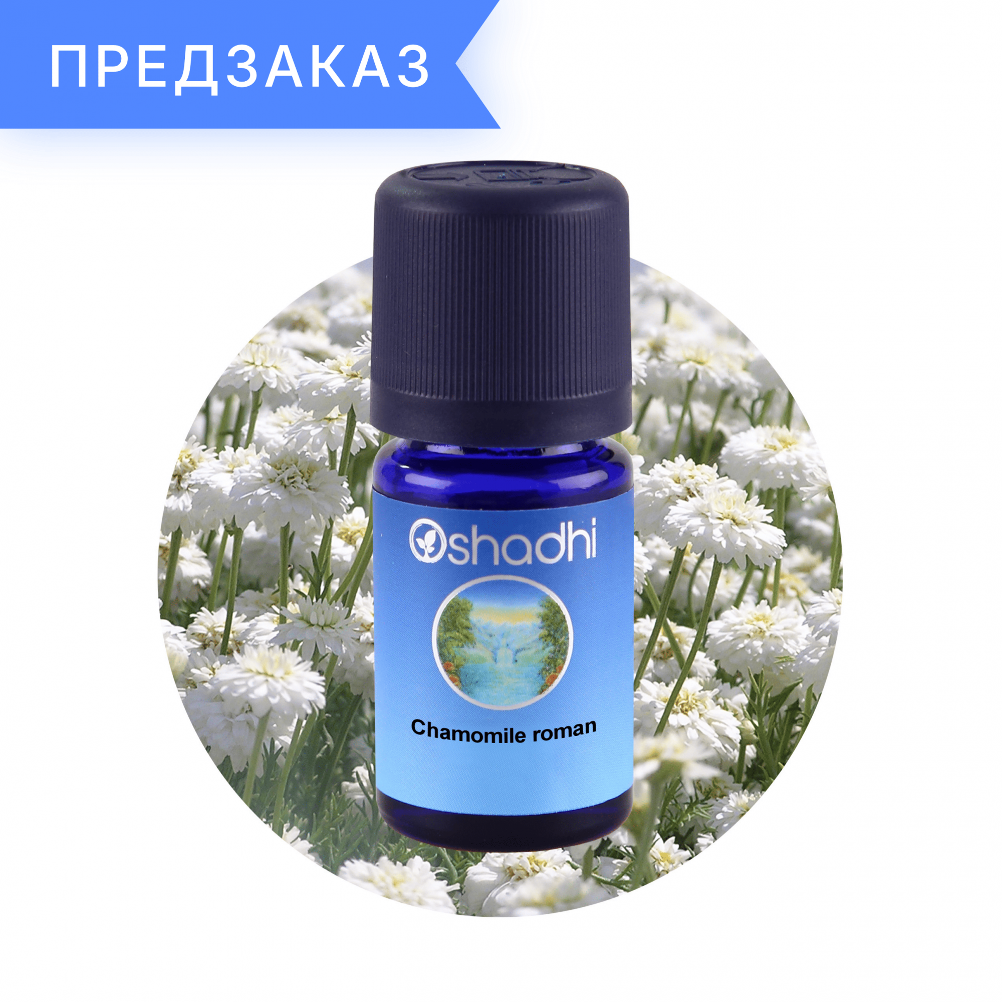 Ромашка римская, Италия, Anthemis nobilis 3 мл